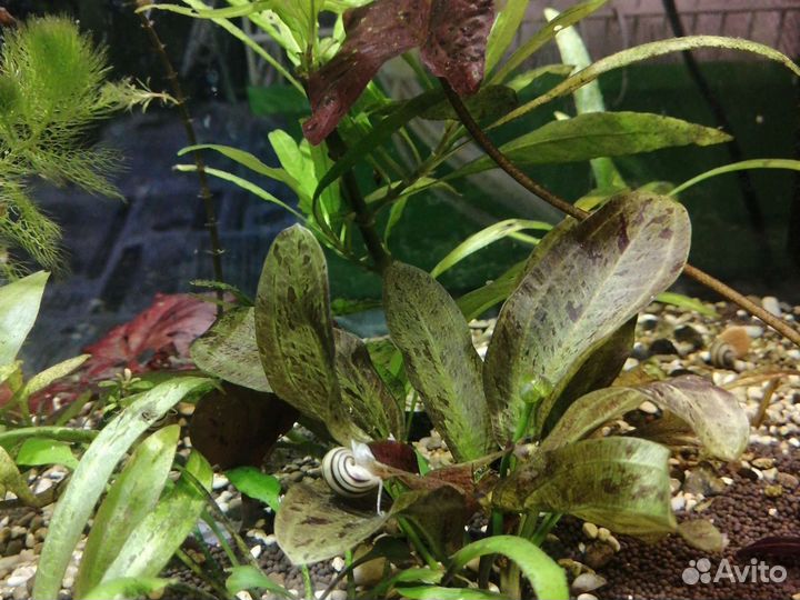 Аквариумные растения и улитки