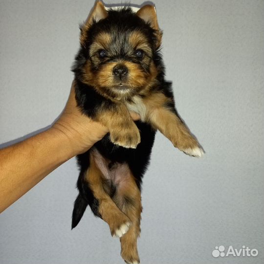 Йоркширский терьер щенки девочки