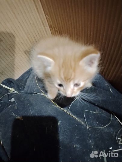 Отдам в добрые руки