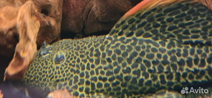 Номерной сом L 114