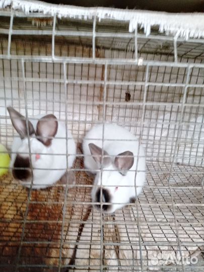 Молодняк кролики