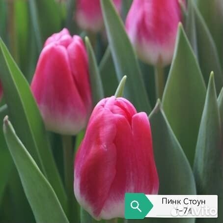 Луковица тюльпанов альбом 3(детка)