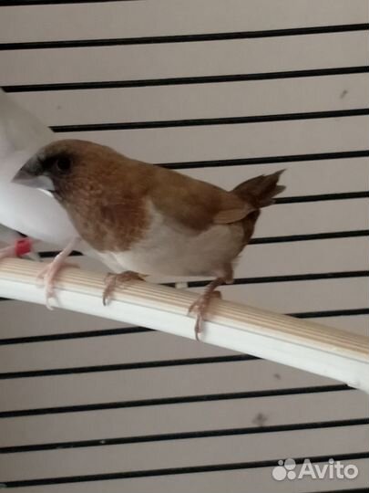 Японские амадины