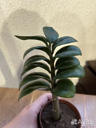 Замиокулькас черный равен, зензи