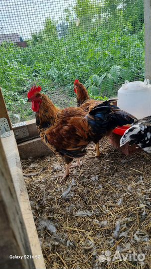 Индоутки, петушки на племя