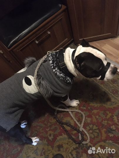 Поводок для собак