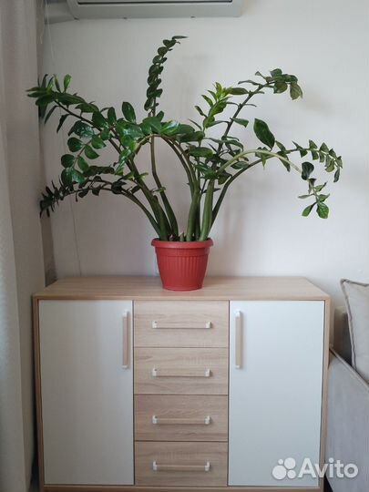 Замиокулькас комнатный цветок