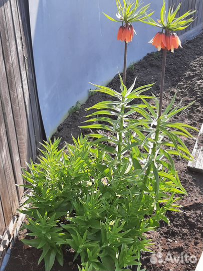 Продажа многолетников