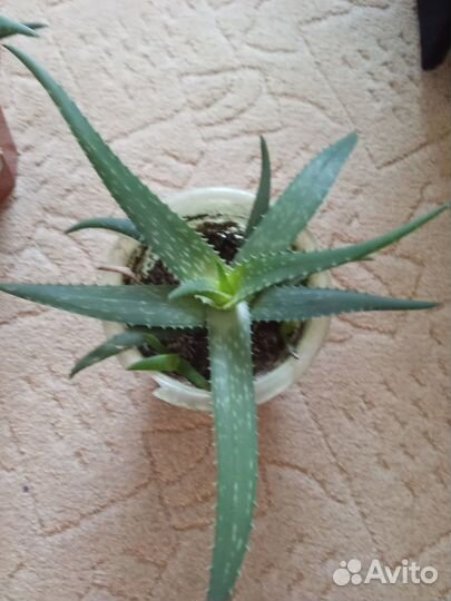 Продаю алоэ