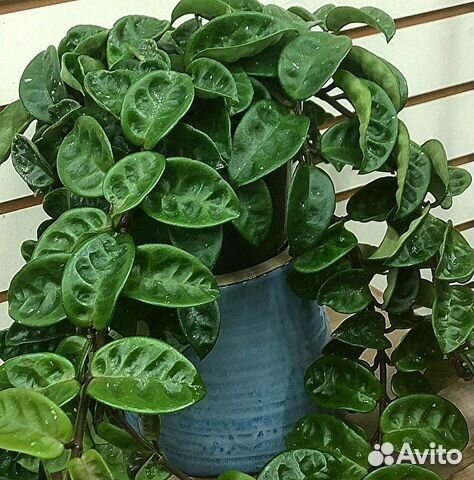 Хойя Кринкл 8