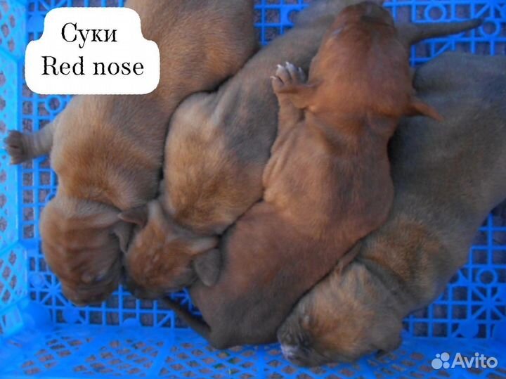 Щенки питбуль-терьера