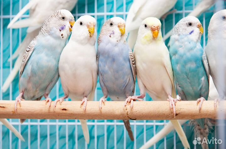 Волнистый попугай