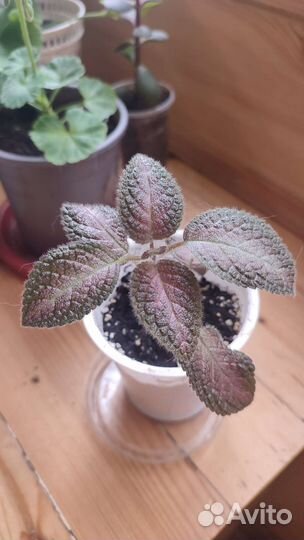 Эписция Северное сияние