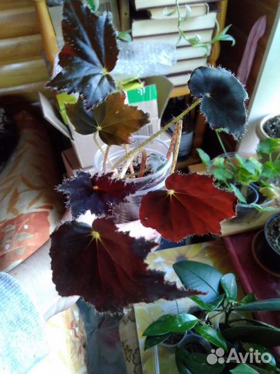Бегония Клеопатра