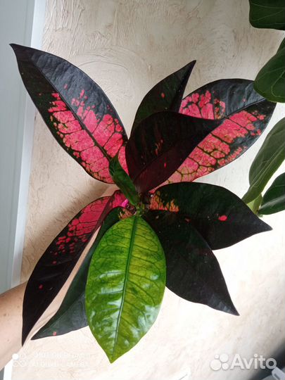 Кротон Миссис Айстон