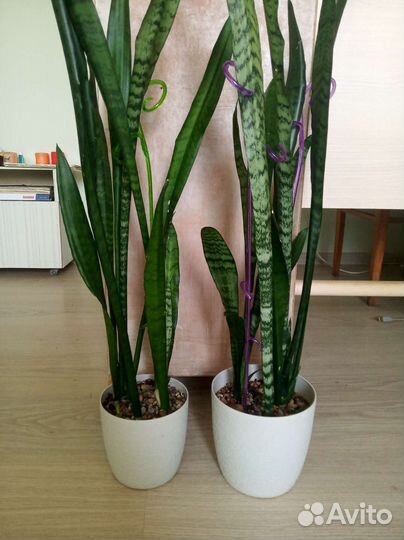 Сансевиерия