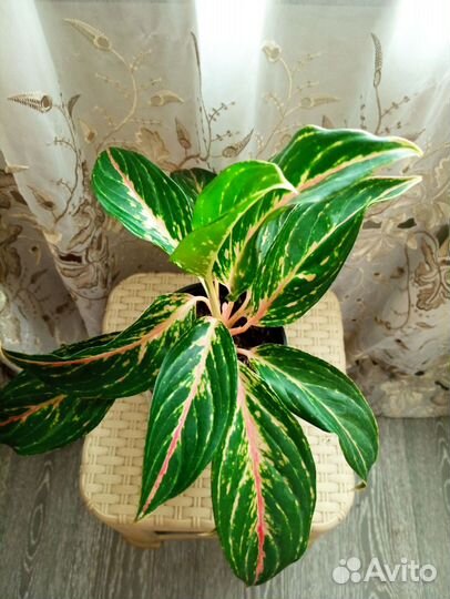 Аглаонема Баттерфляй