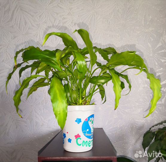 Спатифиллум