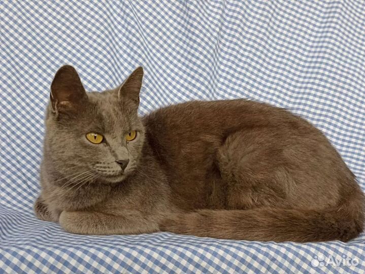 Русская голубая кошка