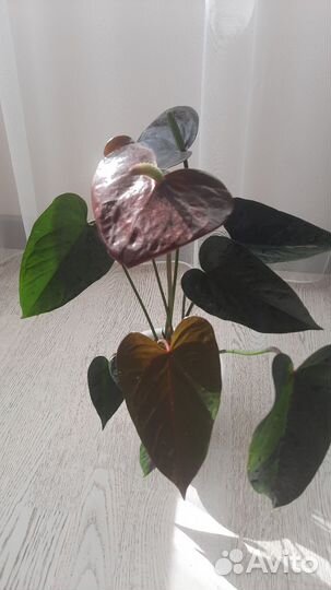 Антуриум блек лав