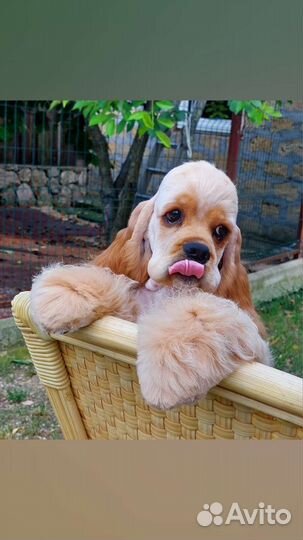 Кокер спаниель