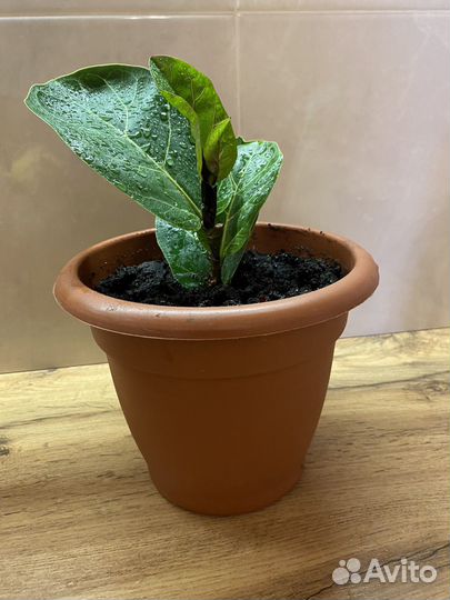 Фикус Лерато бамбино