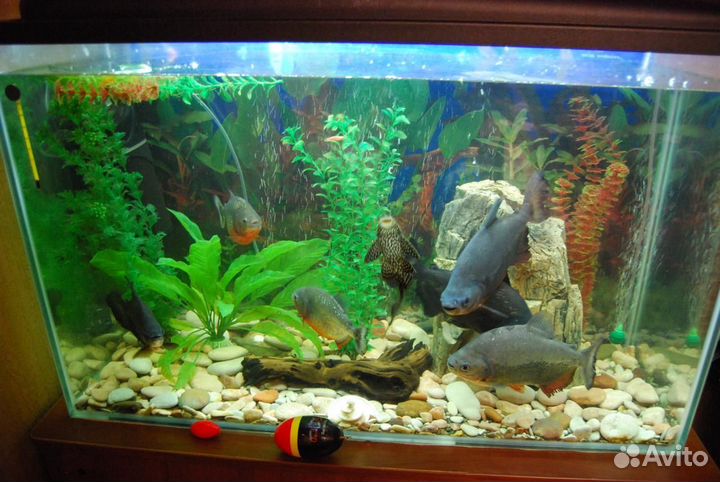 Аквариум на 200 литров