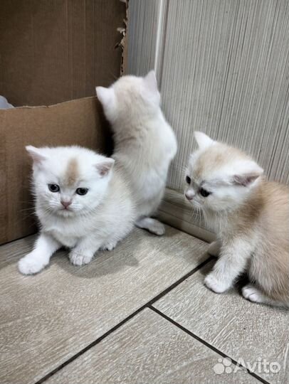 Шотландские котята