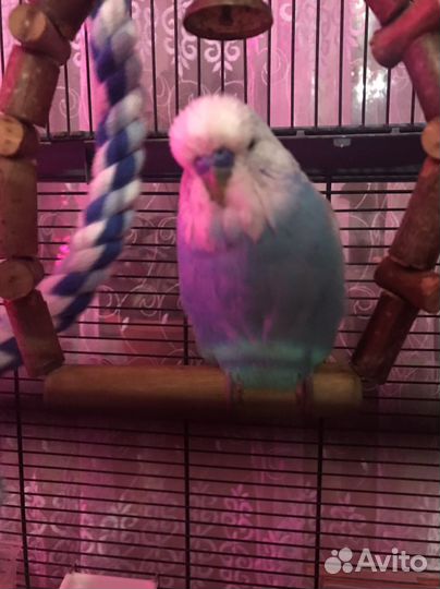 Попугаи ввп +хохлатый