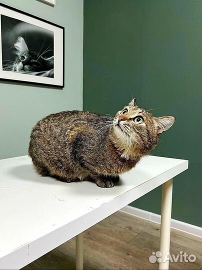 Котик Батончик ищет семью