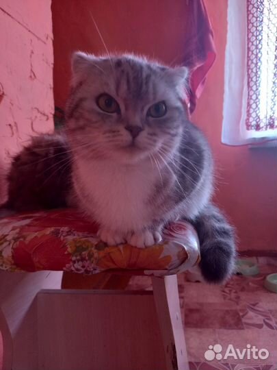 Шотландская