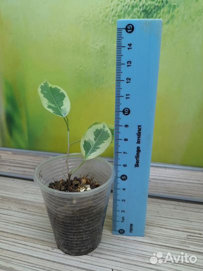 Фикус Бенджамина пестролистный