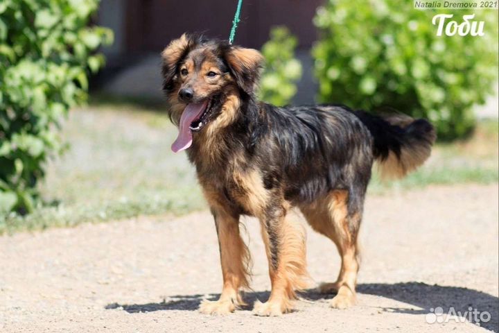 Тоби хочет домой