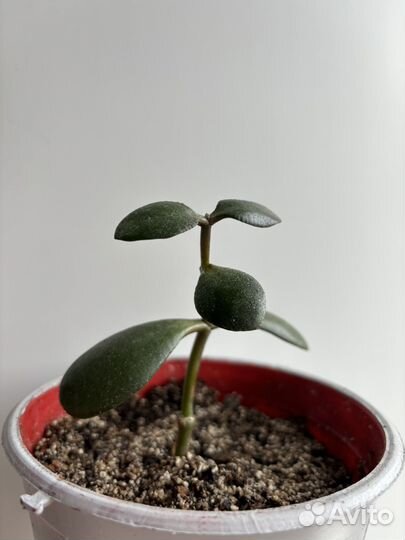 Толстянка денежное дерево крассула