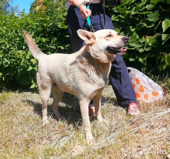 Пирожок Мишаня