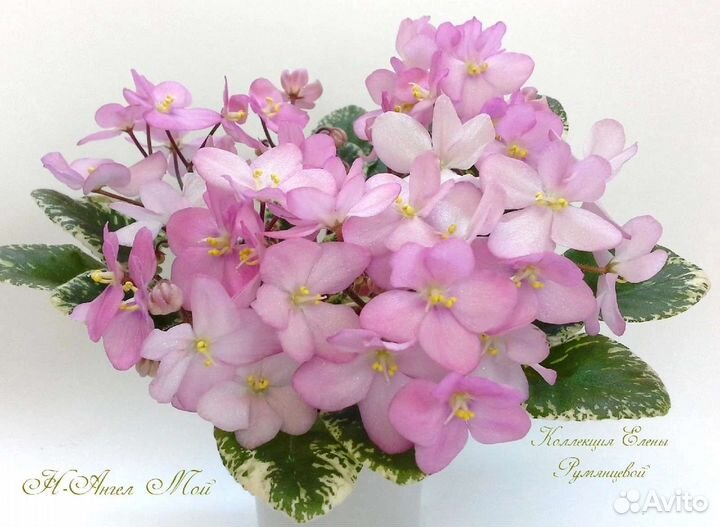 Красивые фиалки