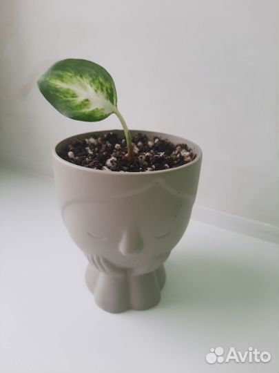 Диффенбахия ами