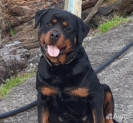 Щенки ротвейлера