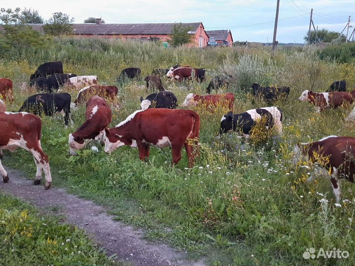 Телки бычки герефорды