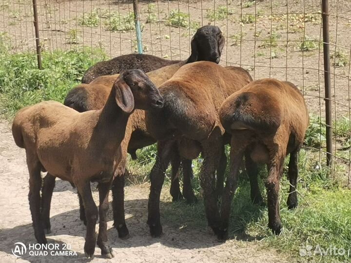 Гиссарские бараны (на племя )