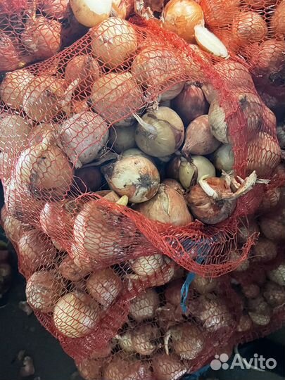 Лук голый опт