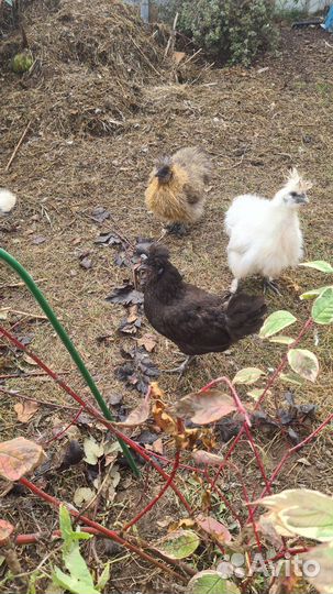 Петухи и куры породистые