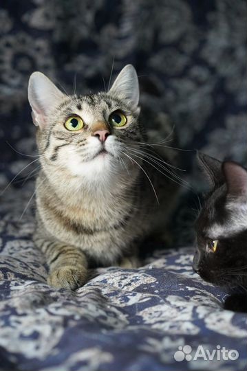 2 кошечки ищут дом