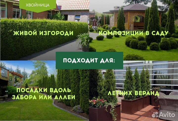 Смарагд,Колумна,Брабант в ассортименте