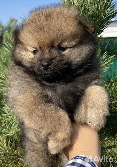 Шпиц мальчики