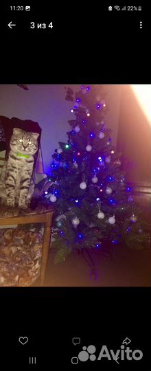 Отдам в самые добрые,любящие и ответственные руки