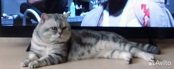 Вязка с породистым британцем с хорошей родословной