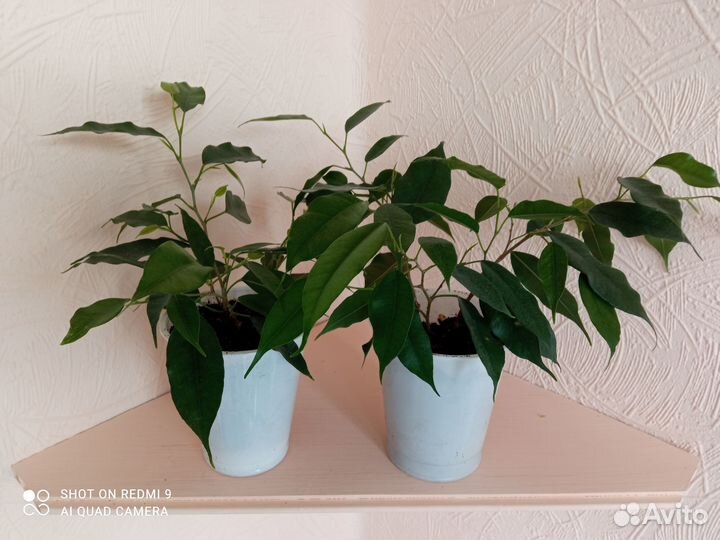 Фикус бенджамина детки