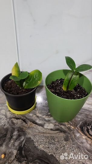 Замиокулькас