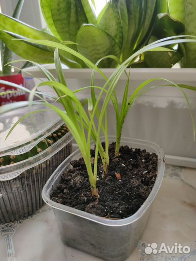 Пальма панданус